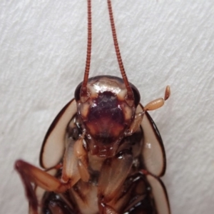 Drymaplaneta sp. (genus) at Cook, ACT - 23 Jan 2020