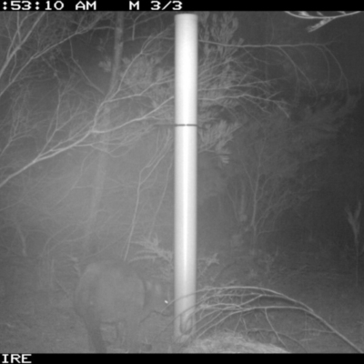 Wallabia bicolor (Swamp Wallaby) at North Nowra, NSW - 13 Jan 2020 by 2020Shoalhaven