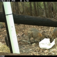 Notamacropus rufogriseus (Red-necked Wallaby) at - 9 Jan 2020 by 2020Shoalhaven