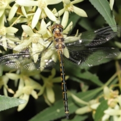 Hemicordulia australiae (Australian Emerald) at Hackett, ACT - 19 Jan 2020 by TimL