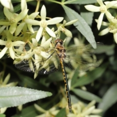 Hemicordulia australiae at Hackett, ACT - 19 Jan 2020