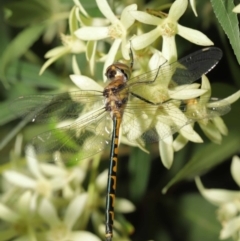 Hemicordulia australiae at Hackett, ACT - 19 Jan 2020