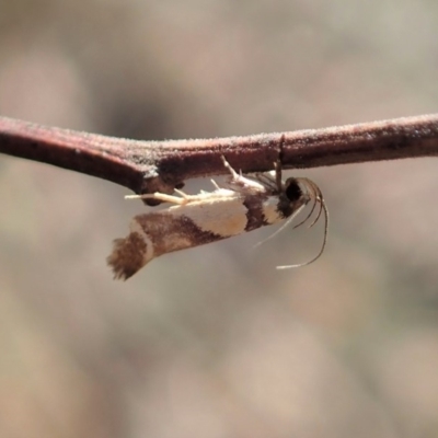 Macrobathra chrysotoxa (A cosmet moth) at Cook, ACT - 20 Jan 2020 by CathB