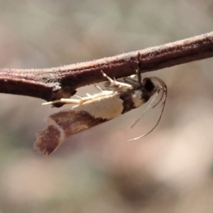 Macrobathra chrysotoxa at Cook, ACT - 20 Jan 2020