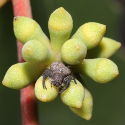 Cymbacha ocellata (Crab spider) at ANBG - 18 Jan 2020 by Tim L