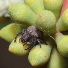 Cymbacha ocellata at Acton, ACT - 19 Jan 2020