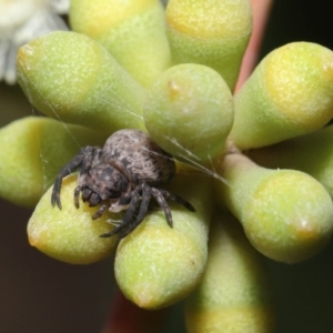 Cymbacha ocellata at Acton, ACT - 19 Jan 2020