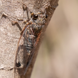 Galanga labeculata at Stromlo, ACT - 22 Jan 2020 10:18 AM