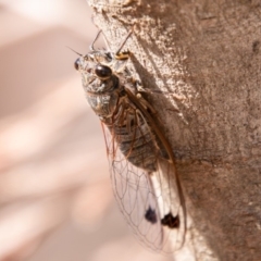 Galanga labeculata at Stromlo, ACT - 22 Jan 2020