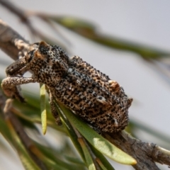 Orthorhinus cylindrirostris (Elephant Weevil) at Stromlo, ACT - 21 Jan 2020 by SWishart