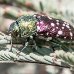 Diphucrania leucosticta (White-flecked acacia jewel beetle) at Lower Molonglo - 22 Jan 2020 by SWishart