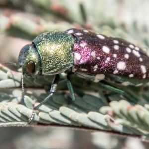 Diphucrania leucosticta at Stromlo, ACT - 22 Jan 2020 11:18 AM