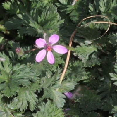Erodium sp. (A Storksbill) at Woodstock Nature Reserve - 22 Aug 2019 by PeteWoodall