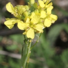 Hirschfeldia incana (Buchan Weed) at Stromlo, ACT - 22 Aug 2019 by PeteWoodall