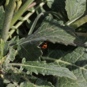 Hirschfeldia incana at Stromlo, ACT - 22 Aug 2019