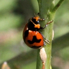 Coccinella transversalis (Transverse Ladybird) at Stromlo, ACT - 22 Aug 2019 by PeteWoodall