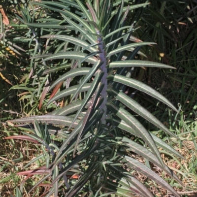 Euphorbia lathyris (Caper Spurge) at Stromlo, ACT - 22 Aug 2019 by PeteWoodall