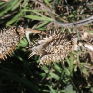 Datura stramonium at Stromlo, ACT - 22 Aug 2019