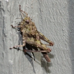 Paratettix australis (A pygmy grasshopper) at Fyshwick, ACT - 22 Aug 2019 by PeteWoodall