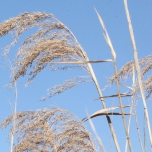 Phragmites australis at Fyshwick, ACT - 22 Aug 2019