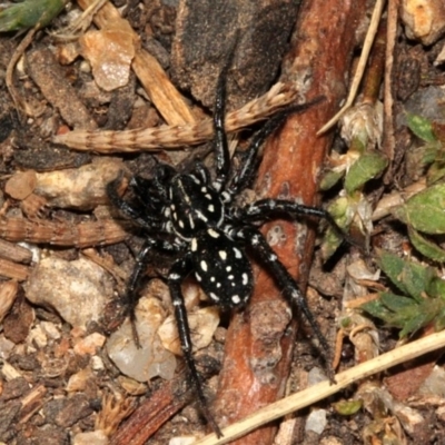 Nyssus albopunctatus (White-spotted swift spider) at Jerrabomberra Wetlands - 22 Aug 2019 by PeteWoodall