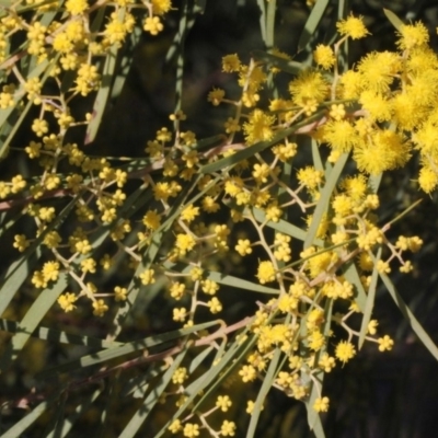 Acacia sp. (A Wattle) at Dunlop, ACT - 22 Aug 2019 by PeteWoodall