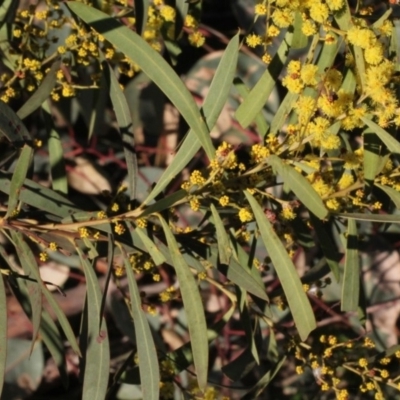 Acacia rubida (Red-stemmed Wattle, Red-leaved Wattle) at Woodstock Nature Reserve - 22 Aug 2019 by PeteWoodall