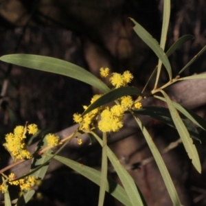 Acacia rubida at Dunlop, ACT - 22 Aug 2019 04:11 PM