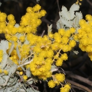 Acacia baileyana at Dunlop, ACT - 22 Aug 2019 04:13 PM