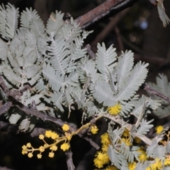 Acacia baileyana at Dunlop, ACT - 22 Aug 2019 04:13 PM