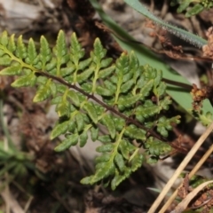 Cheilanthes sp. (Rock Fern) at Dunlop, ACT - 22 Aug 2019 by PeteWoodall