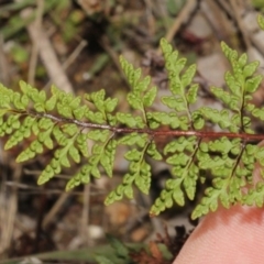 Cheilanthes sp. at Dunlop, ACT - 22 Aug 2019