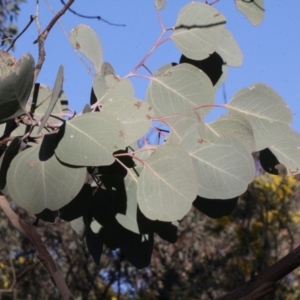 Eucalyptus polyanthemos at Dunlop, ACT - 22 Aug 2019