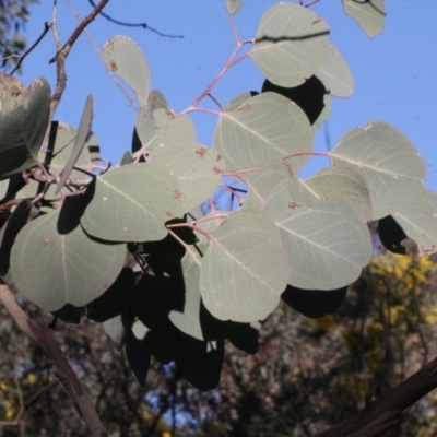 Eucalyptus polyanthemos (Red Box) at Woodstock Nature Reserve - 22 Aug 2019 by PeteWoodall