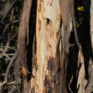 Eucalyptus polyanthemos at Dunlop, ACT - 22 Aug 2019 04:16 PM