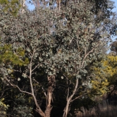 Eucalyptus polyanthemos at Dunlop, ACT - 22 Aug 2019 04:16 PM