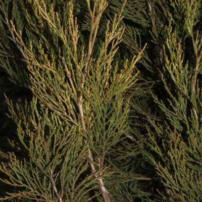 Callitris endlicheri (Black Cypress Pine) at Dunlop, ACT - 22 Aug 2019 by PeteWoodall