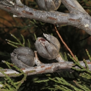 Callitris endlicheri at Dunlop, ACT - 22 Aug 2019