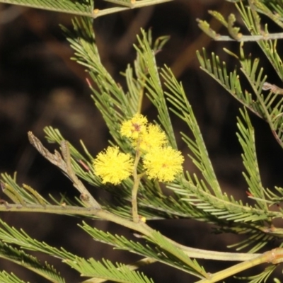Acacia decurrens (Green Wattle) at Woodstock Nature Reserve - 22 Aug 2019 by PeteWoodall