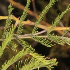 Acacia decurrens at Dunlop, ACT - 22 Aug 2019 04:25 PM