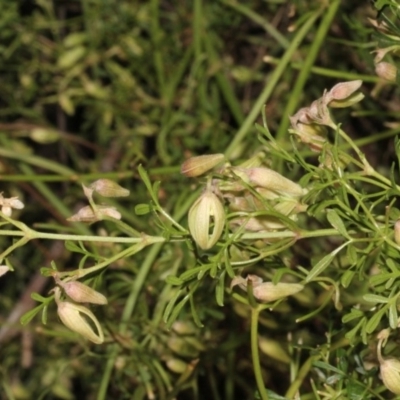 Clematis leptophylla (Small-leaf Clematis, Old Man's Beard) at Dunlop, ACT - 22 Aug 2019 by PeteWoodall