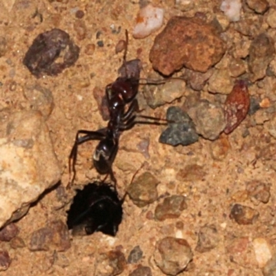 Iridomyrmex purpureus (Meat Ant) at Dunlop, ACT - 22 Aug 2019 by PeteWoodall