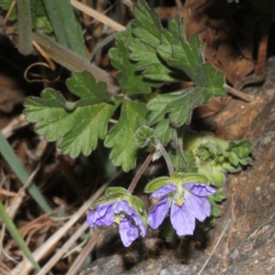 Erodium crinitum (Native Crowfoot) at Dunlop, ACT - 22 Aug 2019 by PeteWoodall