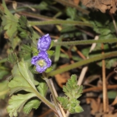 Erodium crinitum at Dunlop, ACT - 22 Aug 2019