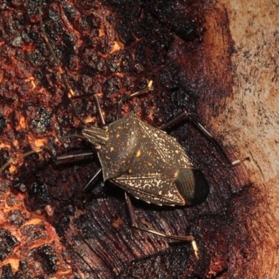 Poecilometis patruelis (Gum Tree Shield Bug) at Dunlop, ACT - 22 Aug 2019 by PeteWoodall