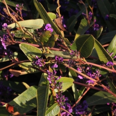 Hardenbergia violacea (False Sarsaparilla) at Woodstock Nature Reserve - 22 Aug 2019 by PeteWoodall