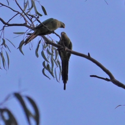 Polytelis swainsonii (Superb Parrot) at Red Hill, ACT - 22 Jan 2020 by JackyF