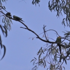 Polytelis swainsonii at Red Hill, ACT - suppressed