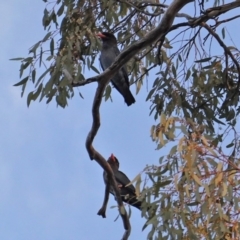 Eurystomus orientalis (Dollarbird) at Federal Golf Course - 22 Jan 2020 by JackyF