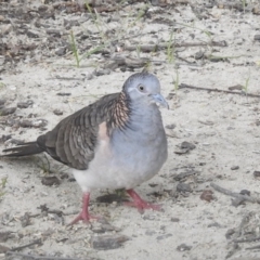 Geopelia humeralis (Bar-shouldered Dove) at Burradoo, NSW - 23 Jan 2020 by GlossyGal